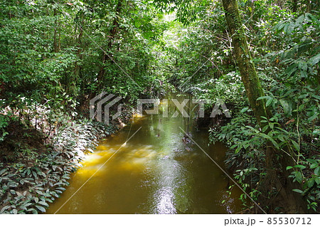マレーシア　ボルネオ島の世界遺産　グヌン・ムル国立公園 85530712