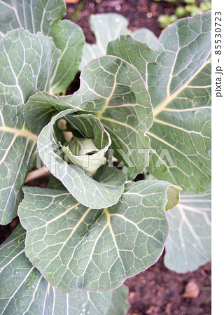 キャベツの生育風景 85530723