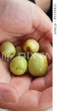 棗、なつめ 85530822