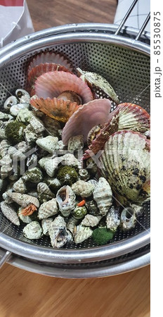 貝類 85530875