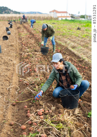 Asian woman farmer harvesting potato 85531291