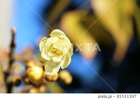 雌性期のロウバイ(蝋梅)の花 咲き始めです! 雌性期のロウバイ(蝋梅)の花 咲き始めです! 85531307