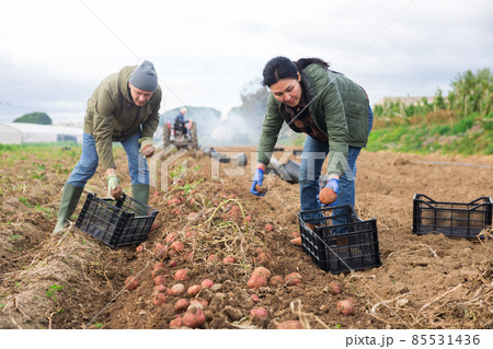 Man and woman harvesting potatoes on plantation Man and woman harvesting potatoes on plantation 85531436