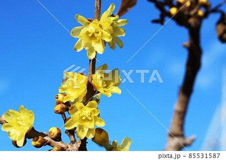 一斉に開花したソシンロウバイ(素心蝋梅) 一斉に開花したソシンロウバイ(素心蝋梅) 85531587