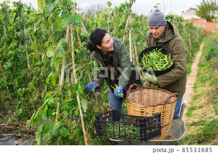 Man and woman harvesting kidney beans on plantation Man and woman harvesting kidney beans on plantation 85531685