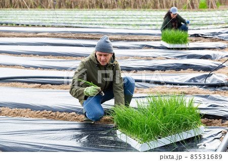 Man farmer planting green onions in garden 85531689