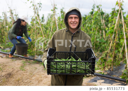 Man professional farmer harvesting beans 85531773