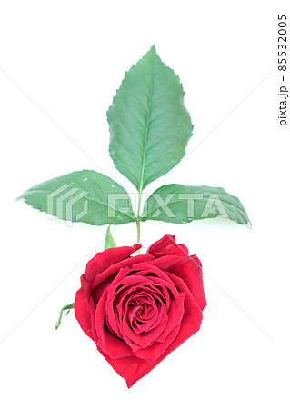 薔薇　赤　赤薔薇　花　フラワー　赤い薔薇　赤い花 85532005