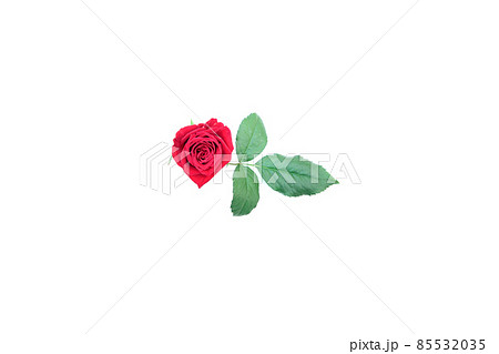 薔薇　赤　赤薔薇　花　フラワー　赤い薔薇　赤い花 85532035