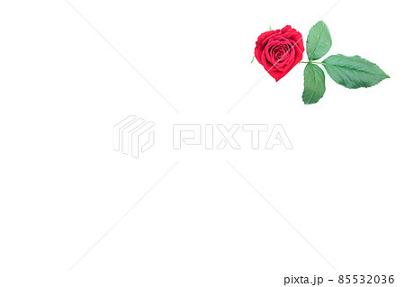 薔薇　赤　赤薔薇　花　フラワー　赤い薔薇　赤い花 85532036