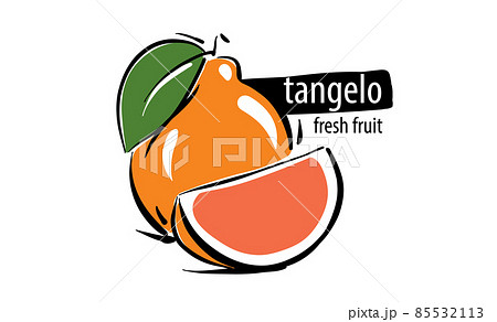 Drawn vector tangelo on a white background Drawn vector tangelo on a white background 85532113