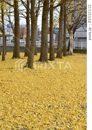 いちょうが広がる公園 いちょうが広がる公園 85532115
