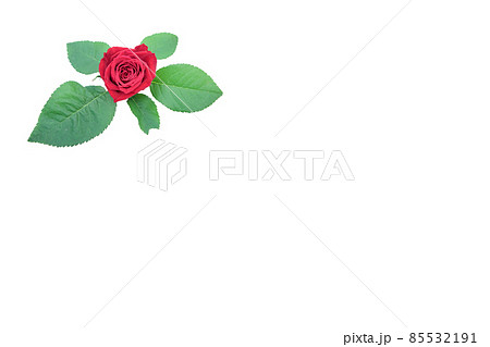 薔薇　赤　赤薔薇　花　フラワー　赤い薔薇　赤い花 85532191