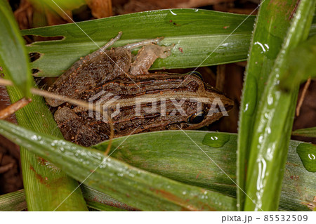 Miranda White-lipped Frog 85532509