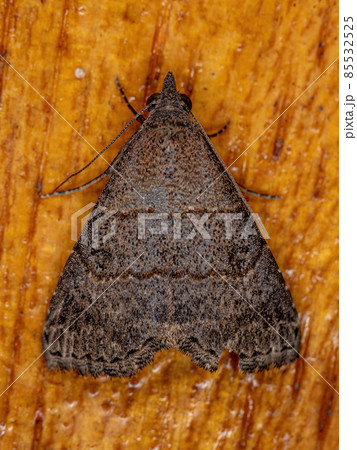 Adult Underwing moth 85532525