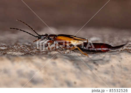 Adult Common Earwig 85532526