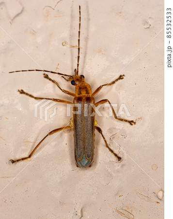 Adult Elateriform Beetle 85532533