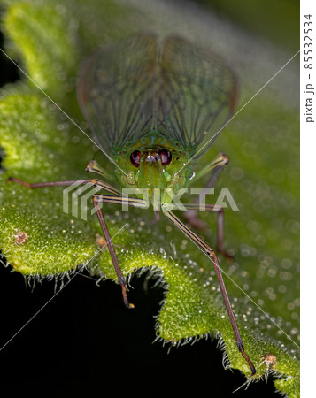 Adult Green Dictyopharid Planthopper Insect 85532534