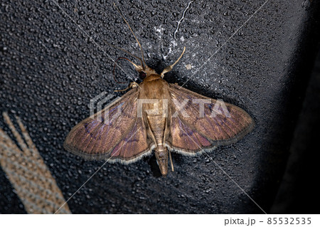 Adult Pearl Moth Adult Pearl Moth 85532535