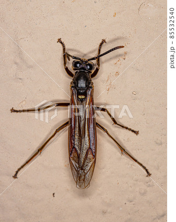 Adult Nocturnal Paper Wasp 85532540