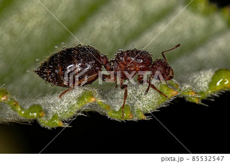 Adult Female Winged Cocktail Queen Ant 85532547