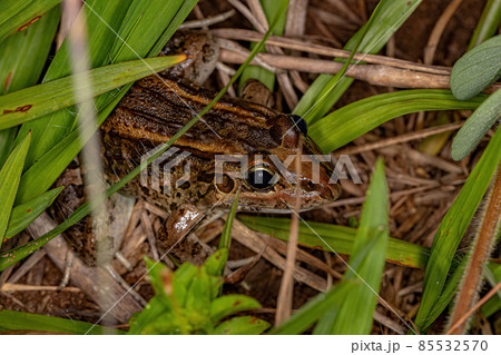 Miranda White-lipped Frog 85532570