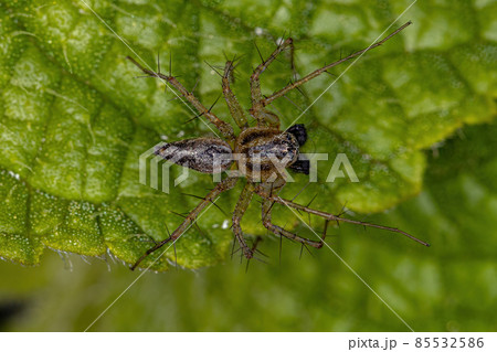 Male Striped Lynx Spider 85532586