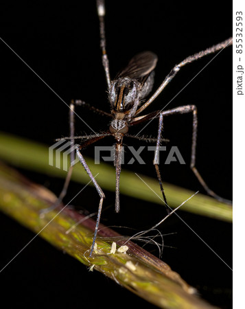 Adult Gallinipper Insect 85532593