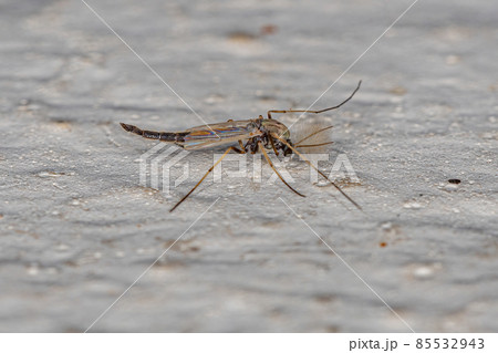 Adult Non-biting Midge 85532943