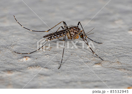 Adult Culicine Mosquito Insect Adult Culicine Mosquito Insect 85532945