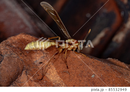 Adult Paper Wasp 85532949