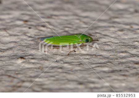 Adult Small Sharpshooter Insect Adult Small Sharpshooter Insect 85532953