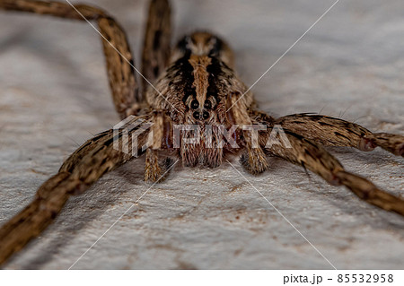 Adult Wandering Spider 85532958