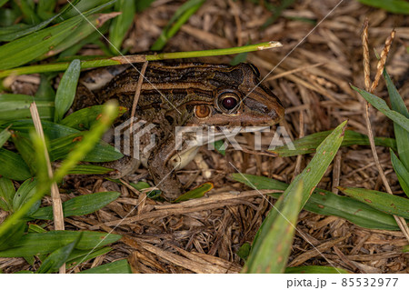 Miranda White-lipped Frog 85532977