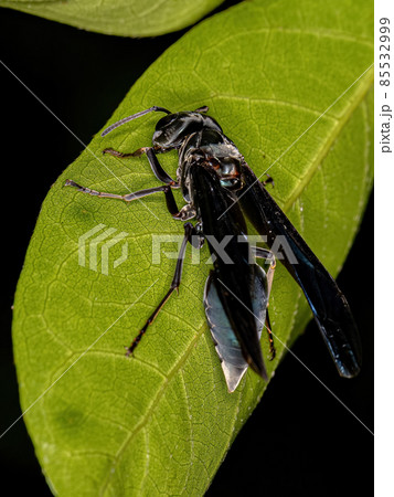 Adult Female Warrior Wasp 85532999