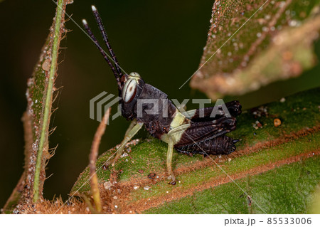 Short-horned Grasshopper Nymph Short-horned Grasshopper Nymph 85533006