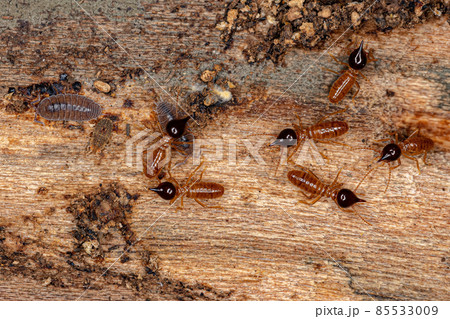 Small Nasute Termites 85533009