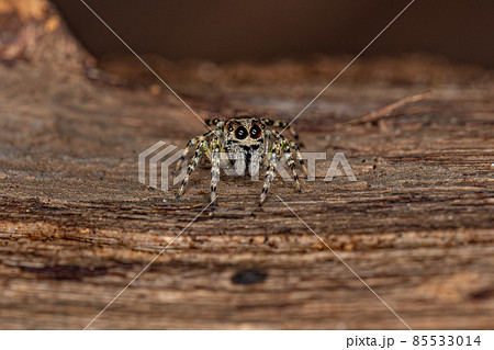 Small Jumping Spider Small Jumping Spider 85533014