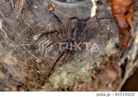 Female Adult Corinnoid Spider 85533020