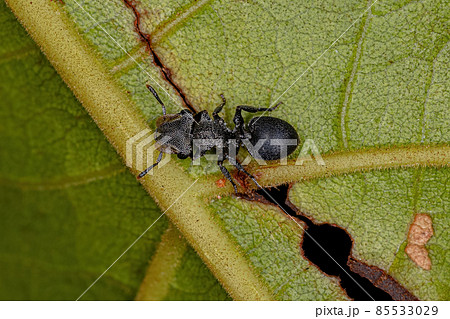 Adult Black Turtle Ant 85533029