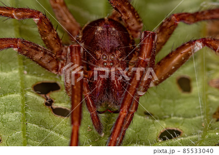 Wandering Spider exuviae 85533040