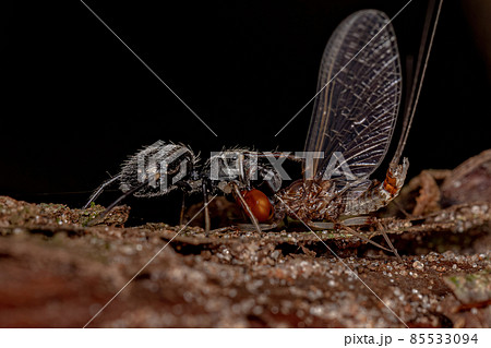 Adult Jumping Spider 85533094