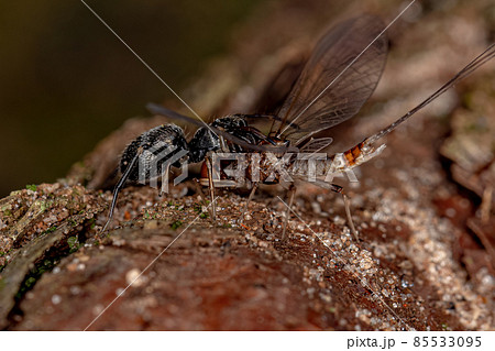 Adult Jumping Spider Adult Jumping Spider 85533095