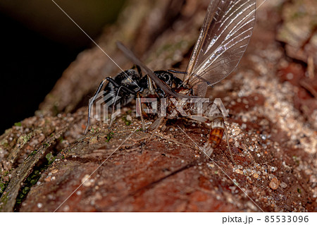 Adult Jumping Spider 85533096