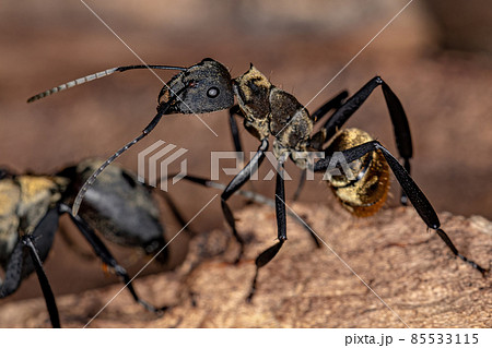 Female Adult Shimmering Golden Sugar Ant 85533115