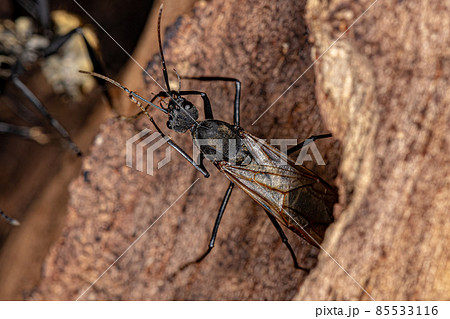Male Adult Shimmering Golden Sugar Ant Male Adult Shimmering Golden Sugar Ant 85533116