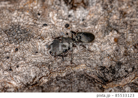 Adult Black Turtle Ant 85533123