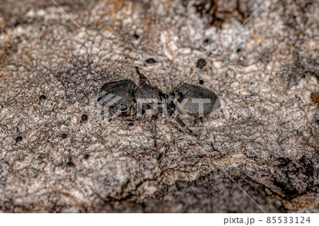 Adult Black Turtle Ant 85533124