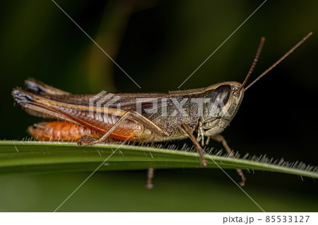 Adult Stridulating Slantface Grasshopper 85533127