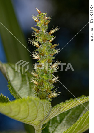 Angiosperm Plant in close up 85533137